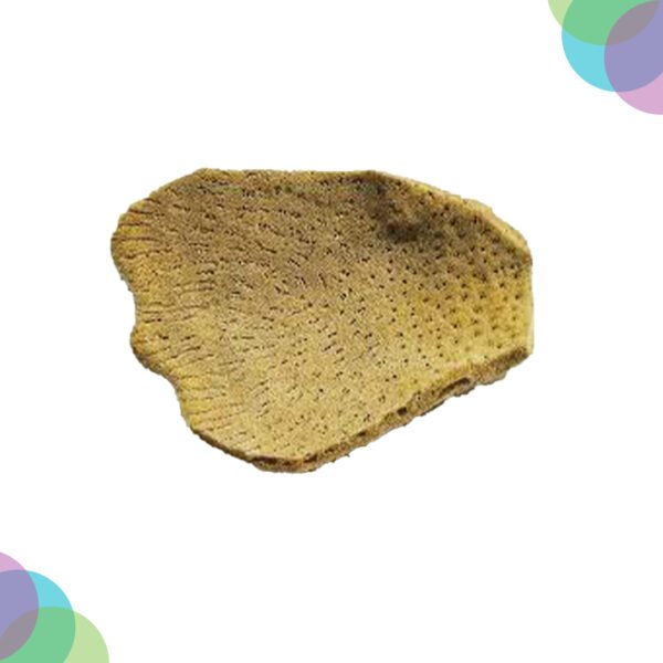 Art Sponge Natural  Sea Sponge  Elephant Ear Sponge