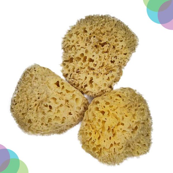 Art Sponge Natural Artist'S Fine Sea Sponges  3-3.5 Inch Pack Of 3