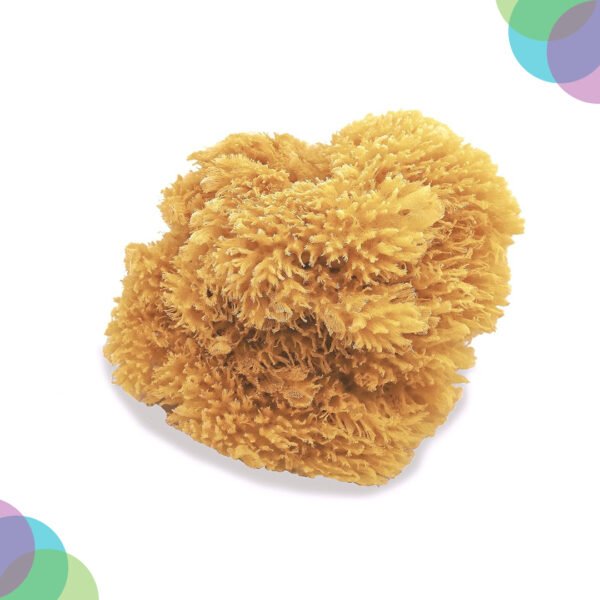 Art Sponge Natural  Sea Sponge Coarse Sponge 5-5.5 Inch